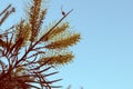 Golden Banksia flower on Blue sky Vintage Style Royalty Free Stock Photo