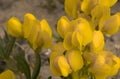 Golden Banner Yellow Wildflowers Detail In Late Afternoon Sunshine