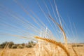 Golden Barley Ear in a field in deserted village of Ayios Sozomenos