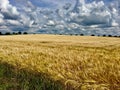 Golden Barley Field blowing in the wind against a cloud filled sky Royalty Free Stock Photo