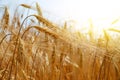 Golden barley field Royalty Free Stock Photo