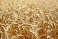 Golden barley field Royalty Free Stock Photo