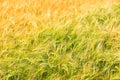 Golden barley field Royalty Free Stock Photo