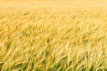 Golden barley field Royalty Free Stock Photo