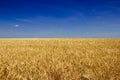 Golden barley field before harvest in hot summer. Royalty Free Stock Photo