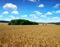 Golden barley field Royalty Free Stock Photo