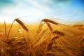 Golden barley field at sunset. Royalty Free Stock Photo