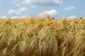 Golden barley field Royalty Free Stock Photo