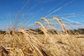 Golden barley heads bending down in the summer Royalty Free Stock Photo