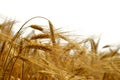 Golden barley Royalty Free Stock Photo