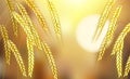 Golden barley plant ear field harvest time Royalty Free Stock Photo