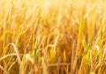 Golden barley wheat field