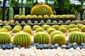 Golden Barrel , beautiful big cactus growing in garden at Nongnuch garden ,Suttahip , Chonburi province ,landmark of Thailand.