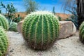 Golden Barrel Cactus Royalty Free Stock Photo