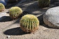 Golden barrel cactus Royalty Free Stock Photo