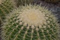 Golden barrel cactus, Echinocactus grusonii, closeup