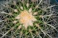 Golden Barrel Cactus Closeup