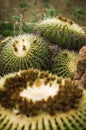Golden barrel cactus cluster well known species of cactus, endemic to central Mexico widely cultivated as an ornamental plant