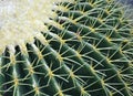 Golden Barrel Cactus in the Desert