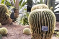 Golden Barrel Cactus Desert ecosystem