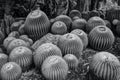 Golden Barrel Cactus in Desert Garden Royalty Free Stock Photo