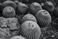 Golden Barrel Cactus in Desert Garden Royalty Free Stock Photo