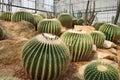 Golden barrel cactus and it flowers, a desert plant native to Mexico Royalty Free Stock Photo