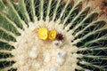 Golden barrel cactus and it flowers, a desert plant native to Mexico Royalty Free Stock Photo