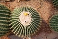 Golden barrel cactus, a desert plant native to Mexico Royalty Free Stock Photo