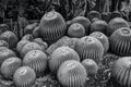 Golden Barrel Cactus in Desert Garden Royalty Free Stock Photo