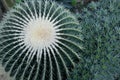 Golden barrel cactus Echinocactus grusonii also known as , golden ball cactus or mother-in-law`s cushion. Close-up,