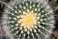 A golden barrel cactus as seen from above Royalty Free Stock Photo