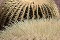 Golden Barrel Cactus - Echinocactus Grusonii Royalty Free Stock Photo