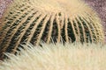 Golden Barrel Cactus - Echinocactus Grusonii Royalty Free Stock Photo