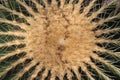 Golden Barrel Cactus - Echinocactus Grusonii Royalty Free Stock Photo