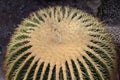 Golden Barrel Cactus - Echinocactus Grusonii Royalty Free Stock Photo