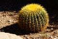 Golden barrel cactus Royalty Free Stock Photo