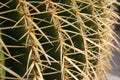 Golden barrel cactus (Echinocactus grusonii), Cactaceae, spines detail