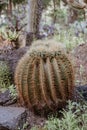 Golden Barrel Cactus, Echinocactus grusonii closeup
