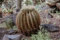 Golden Barrel Cactus, Echinocactus grusonii closeup