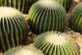 Golden Barrel Cactus Royalty Free Stock Photo