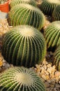 Golden Barrel Cactus Royalty Free Stock Photo