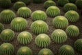 Golden barrel cactus Echinocactus grusonii in desert plant garden