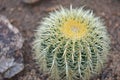 Golden barrel cactus