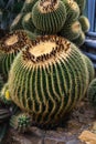 Golden barrel cactus Echinocactus grusonii. Habitat Mexico. The barrel cactus stores water in its spherical ribbed axes. Wilhelm Royalty Free Stock Photo