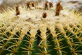Golden barrel cactus or Echinocactus grusonii Hildm, this is the desert tree which were many thorns , its body look like the green Royalty Free Stock Photo