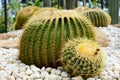 Golden barrel cactus or Echinocactus grusonii Hildm, this is the desert tree which were many thorns , its body look like the green Royalty Free Stock Photo