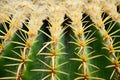 Golden barrel cactus or Echinocactus grusonii Hildm, this is the desert tree which were many thorns , its body look like the green Royalty Free Stock Photo