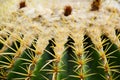 Golden barrel cactus or Echinocactus grusonii Hildm, this is the desert tree which were many thorns , its body look like the green Royalty Free Stock Photo