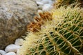 Golden barrel cactus or Echinocactus grusonii Hildm, this is the desert tree which were many thorns , its body look like the green Royalty Free Stock Photo